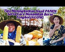 Berat Tongkol Jagung